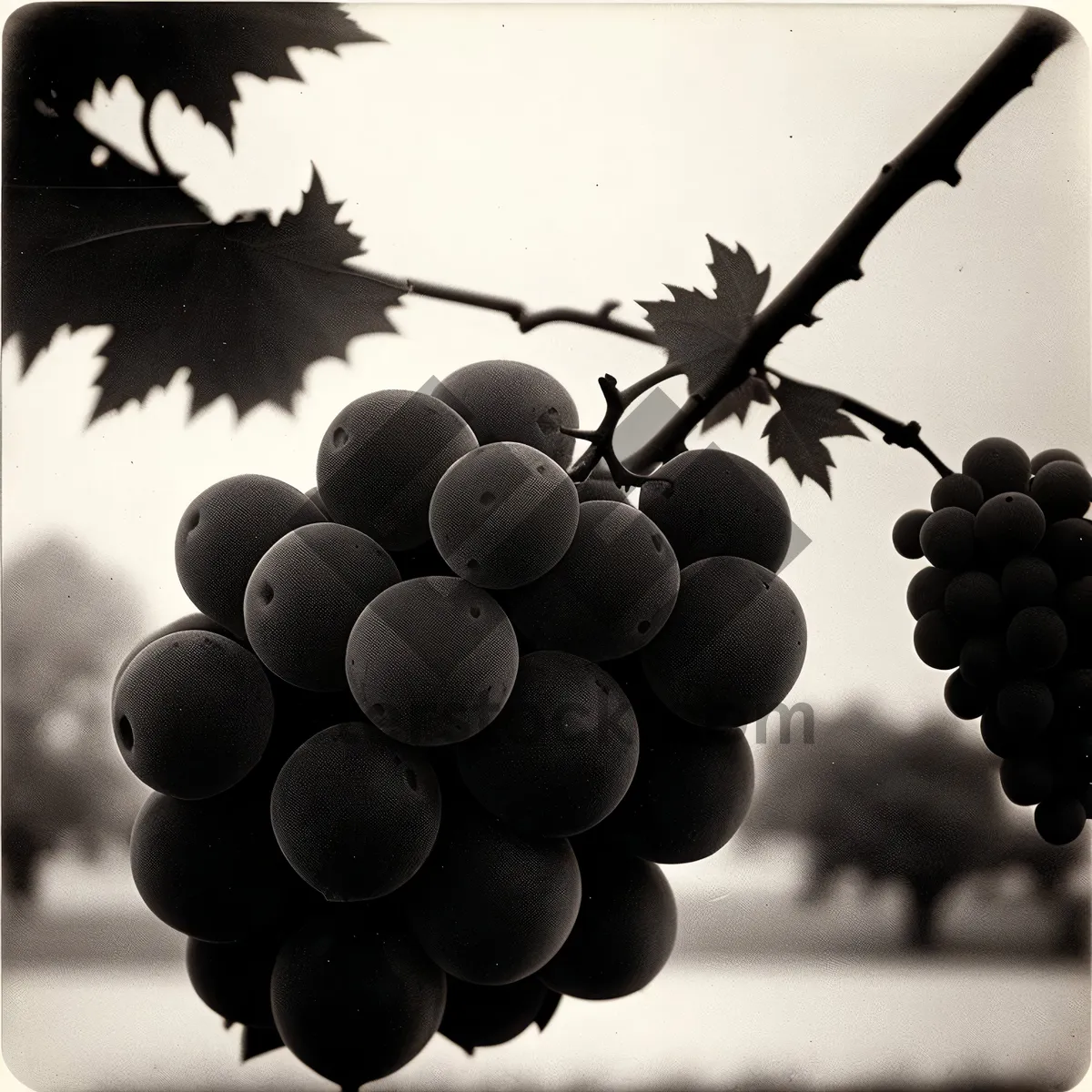 Picture of Fresh Juicy Concord Grape Bunch in Vineyard