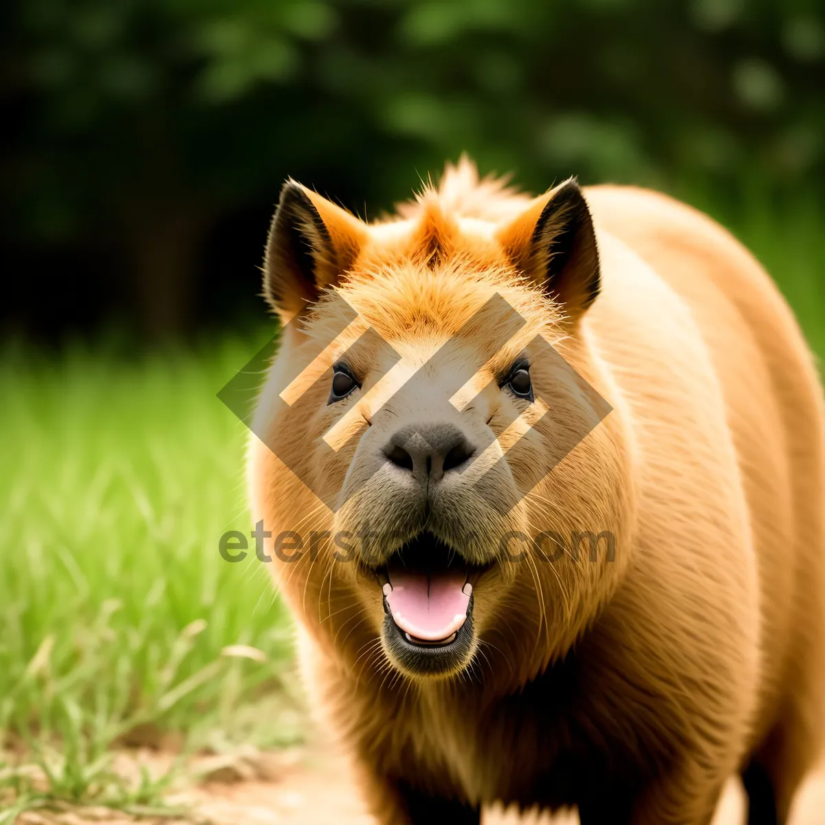 Picture of Wild Lion King with Majestic Mane in South Grasslands