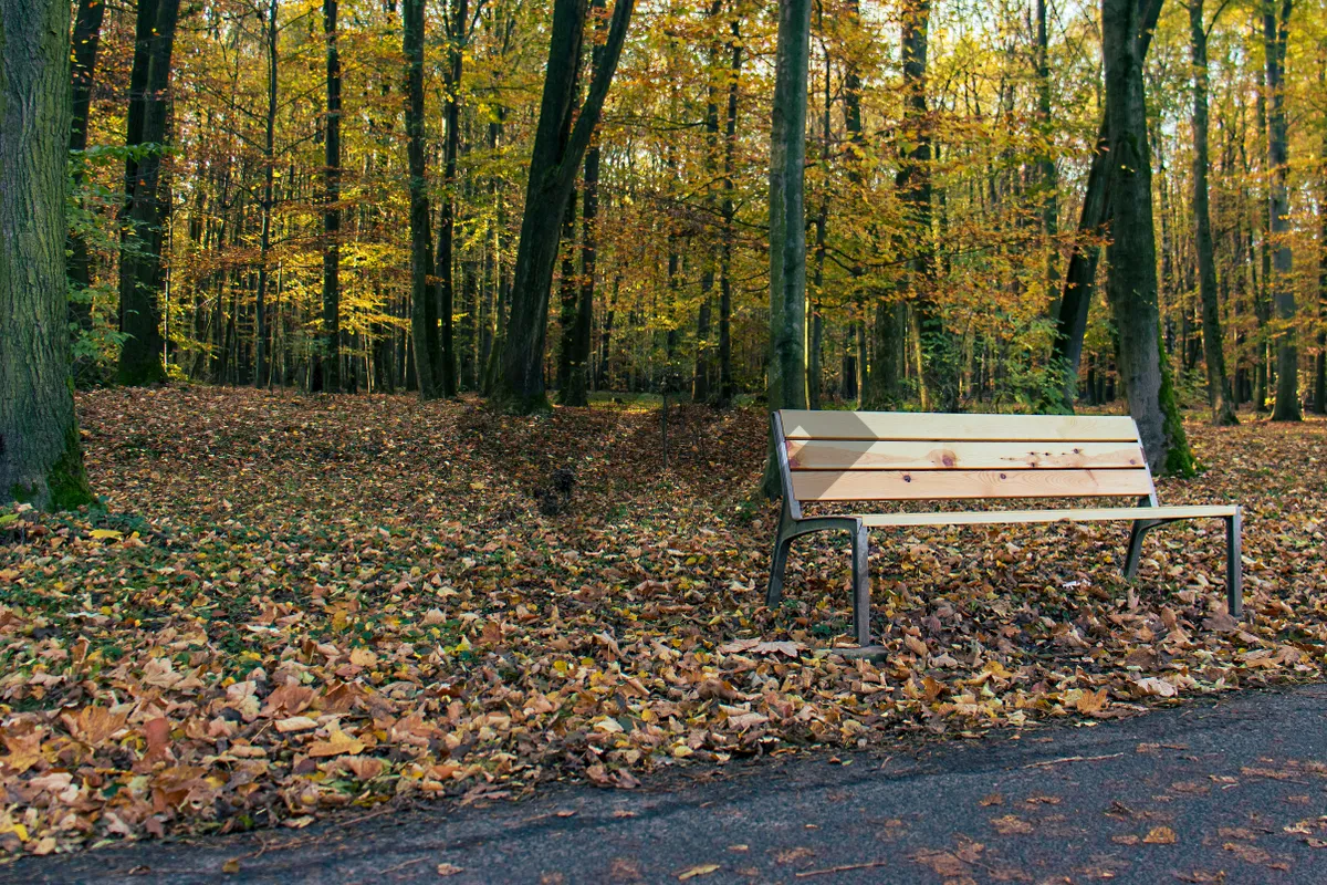 Picture of Yellow park bench in autumn forest landscape scenery.