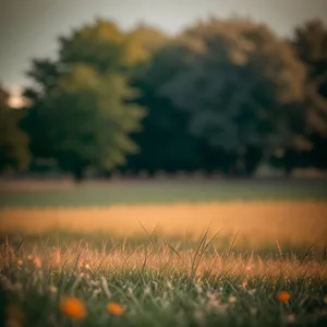 Vibrant Sunset Over Rural Meadow and Tree