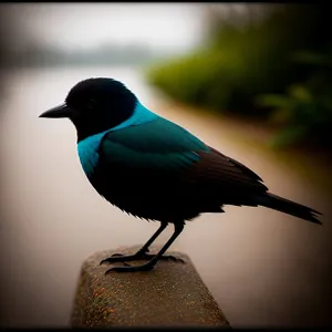 Wild Magpie Bird With Stunning Feathers Soaring In Park