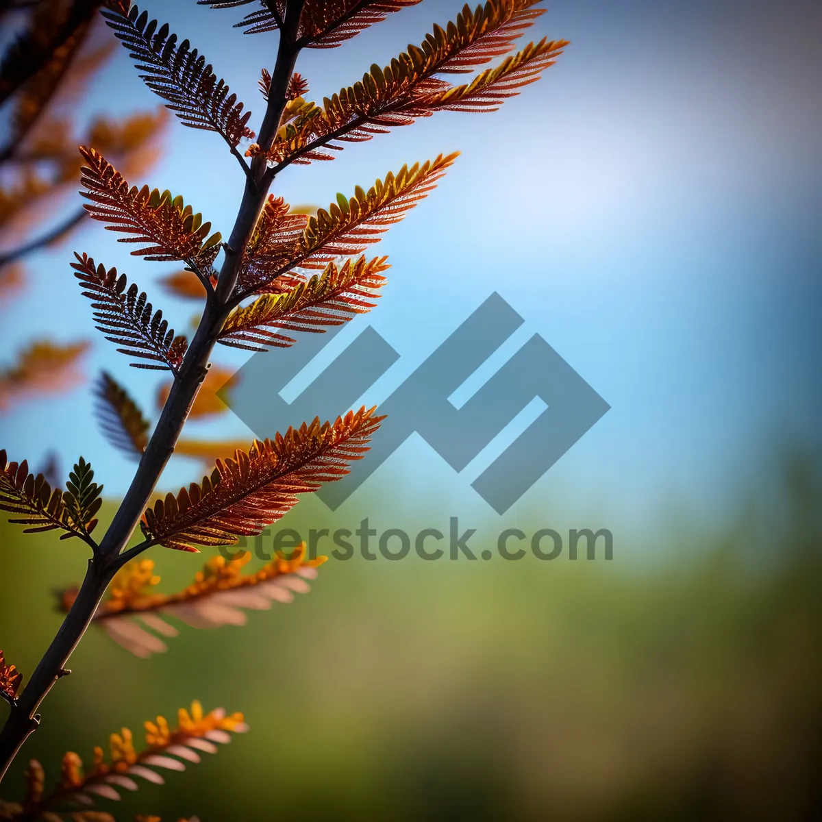 Picture of Winter Forest Fir Tree Branch Decoration