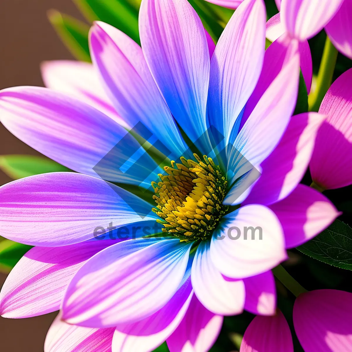 Picture of Blooming Purple Petals in Natural Botanical Garden