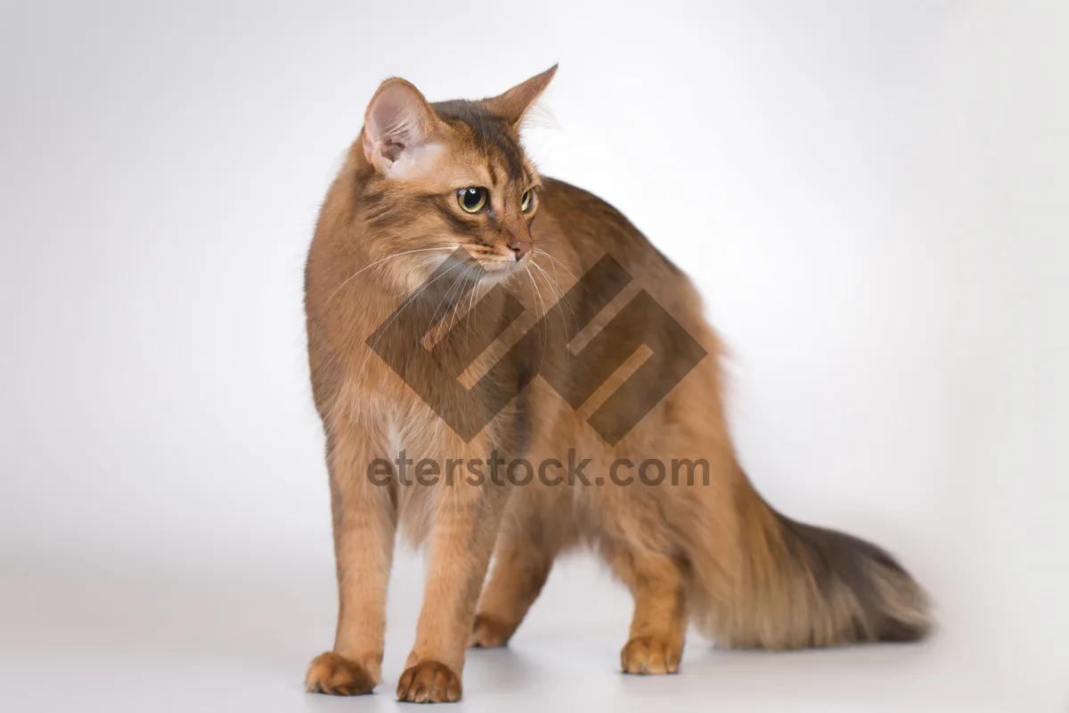 Picture of Striped tabby kitten with fluffy whiskers