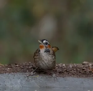 Bird perched on tree branch in garden setting.