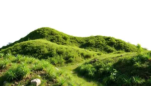 Summer mountain landscape with trees and sky