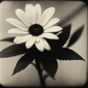 White Daisy Blooming in Bright Meadow