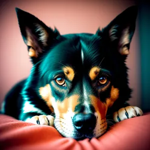 Adorable Purebred Shepherd Dog with Beautiful Black and Brown Fur