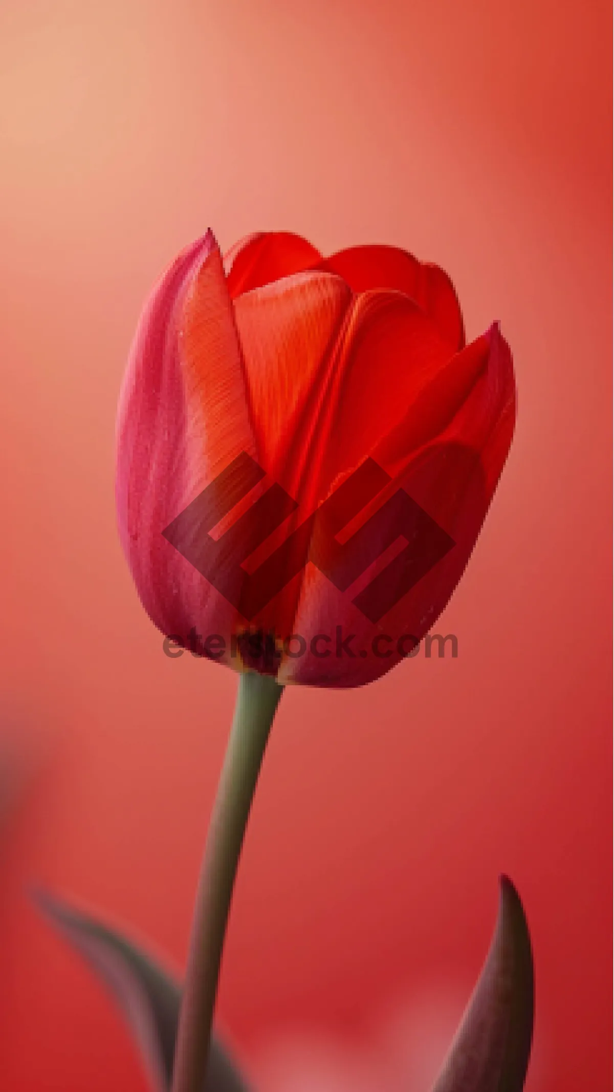 Picture of Colorful Tulips in Summer Garden Bloom Brightly