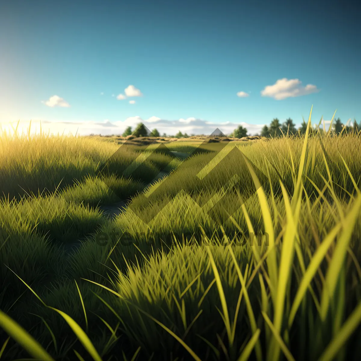 Picture of Golden Wheat Field under Clear Blue Sky