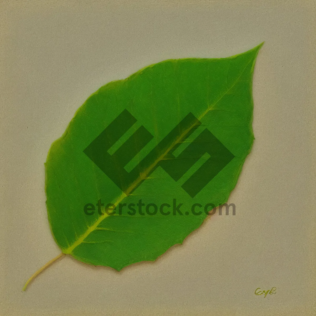 Picture of Lush Flora: Vibrant Summer Fig Tree Foliage