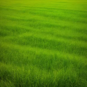 Vibrant Wheat Field in Summer