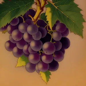 Vibrant Harvest: Ripe Purple Grapes on Vine