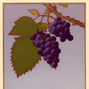 Juicy Purple Grapes on Vine - Fresh and Organic