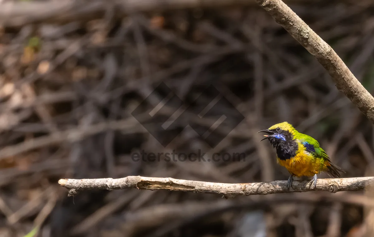 Picture of Yellow bird on spring branch with feathers