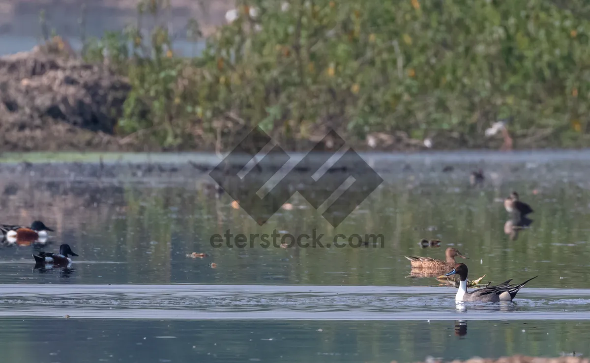 Picture of Tranquil Lake Reflection in Forest Wilderness