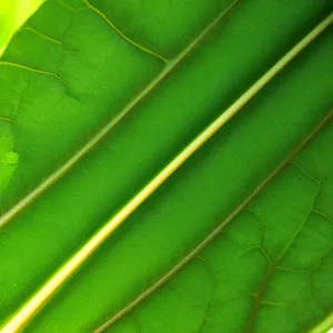 Vibrant Rhubarb Leaf: Organic Spring Growth with Futuristic Texture