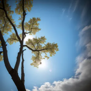 Sunny Oak Tree in Serene Forest Landscape