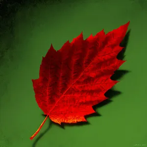 Autumn Maple Leaf - Vibrant Foliage in Fall