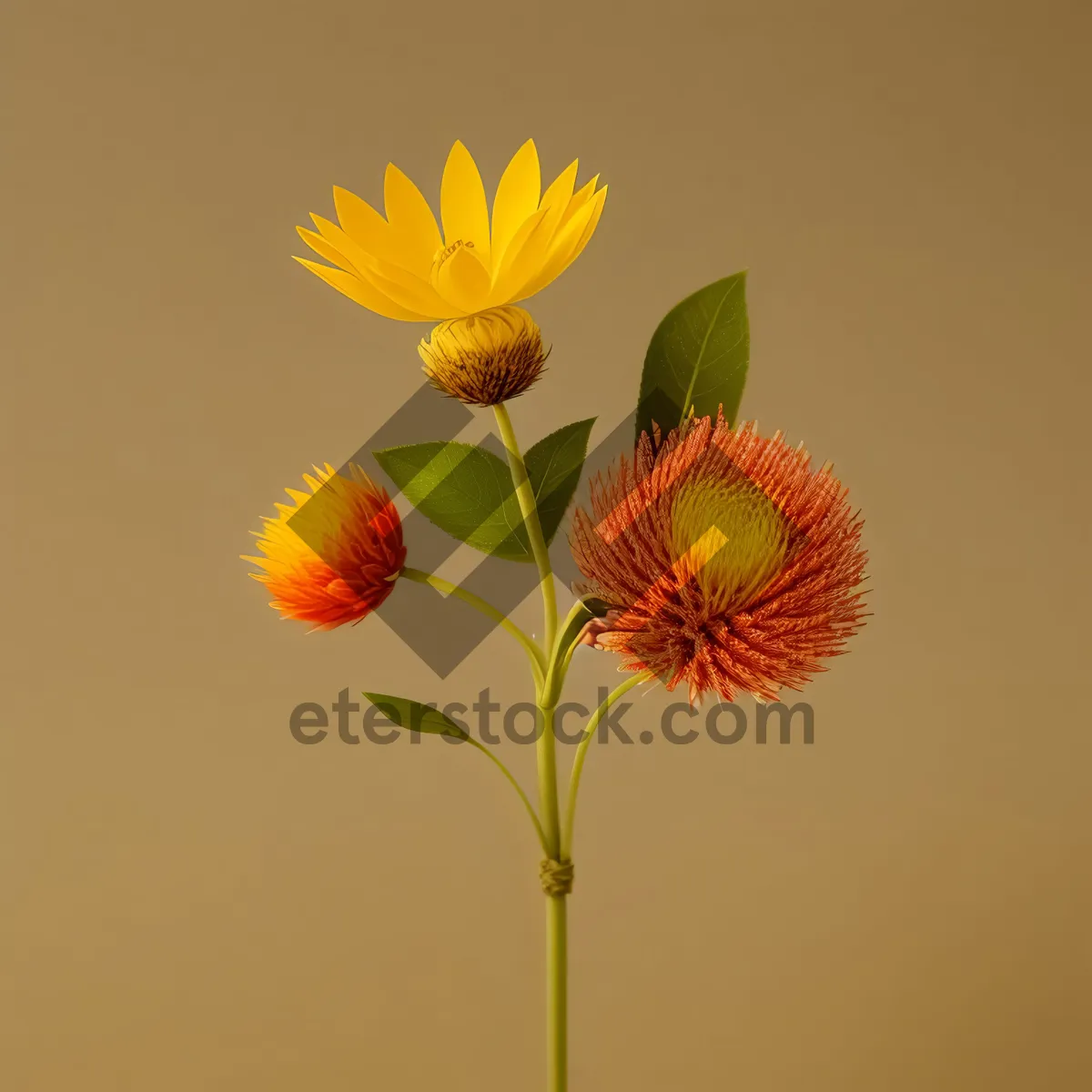 Picture of Vibrant Sunflower Bloom in Summer Garden