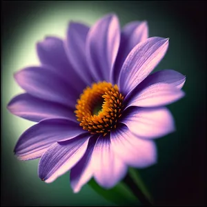 Vibrant Meadow Daisy Blossom - Summer Floral Beauty