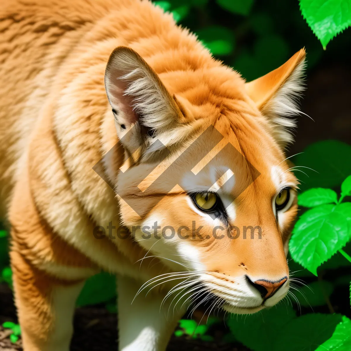 Picture of Striped Jungle Predator: Tiger Cat in Wildlife