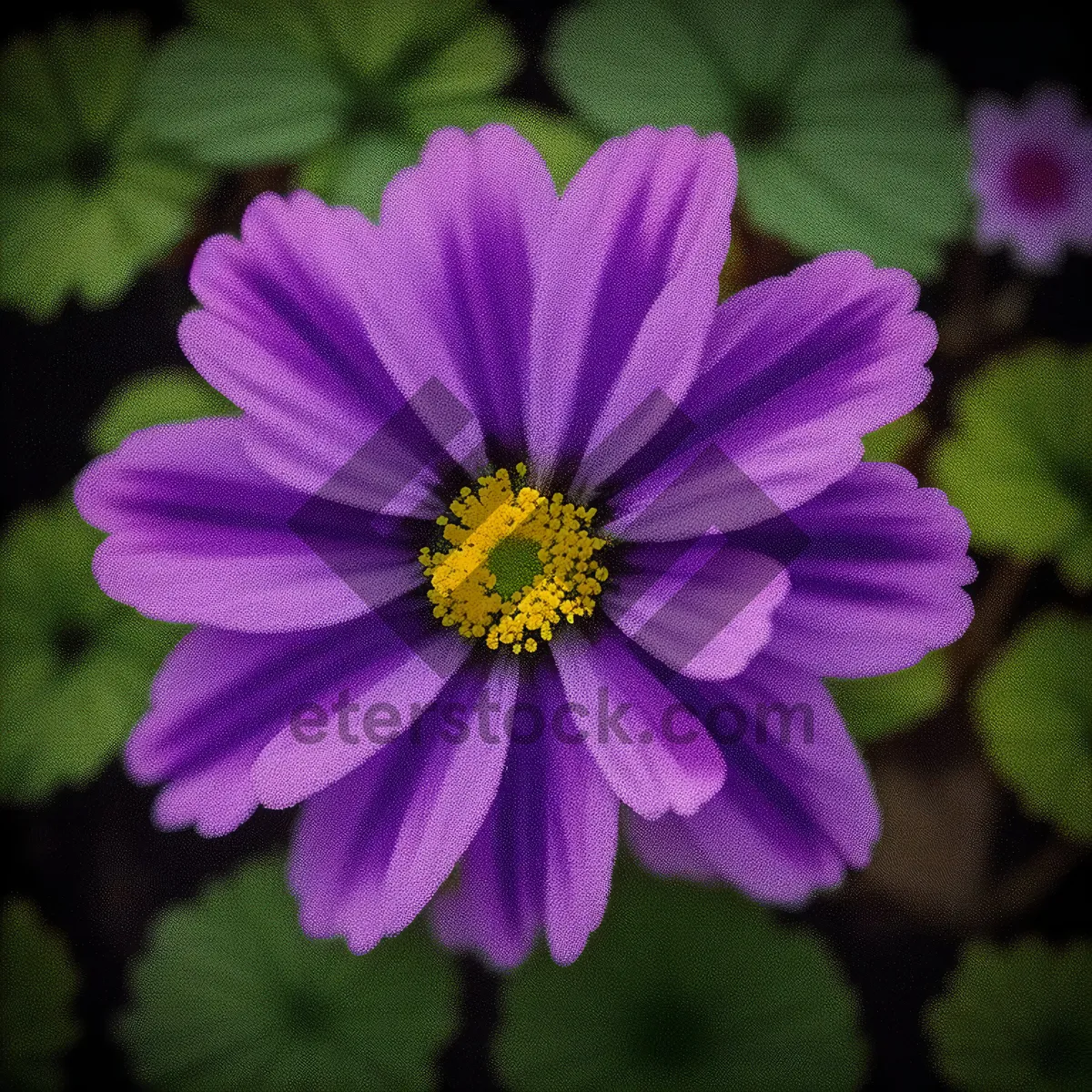 Picture of Pink Daisy in Blooming Garden Showcase Vibrant Colors