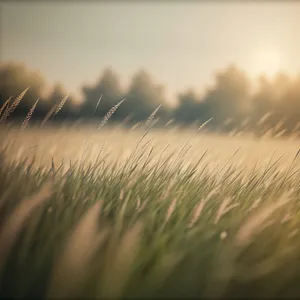 Lush Golden Wheat Field Under Summer Sky