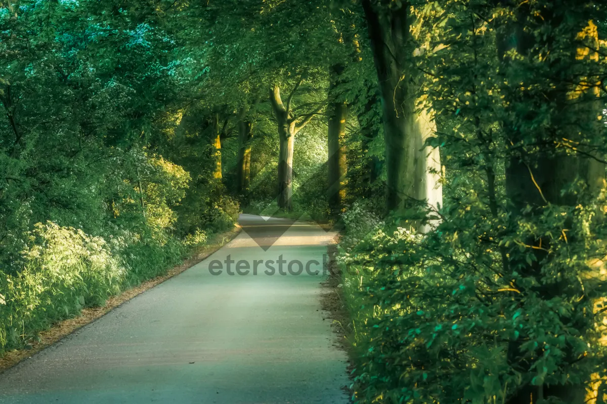 Picture of Autumn Park Landscape with Trees and Road