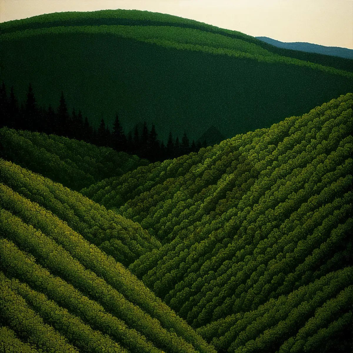 Picture of Scenic Highland Tea Plantation with Lush Rows of Tea Leaves