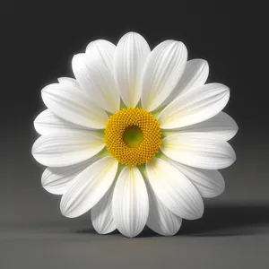 Bright Yellow Daisy Petals in Bloom