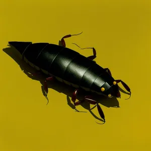 Earwig – Arthropod Insect on a Fish