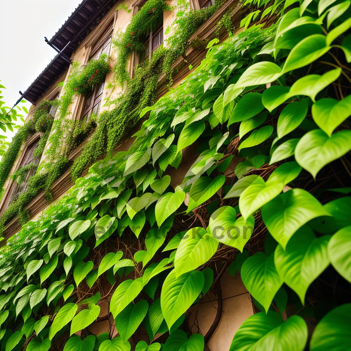 Picture of Lush Tropical Ferns Amidst Verdant Forest