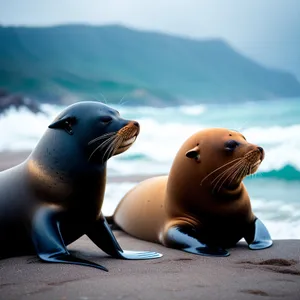 Marine Wild Seal on Sandy Beach