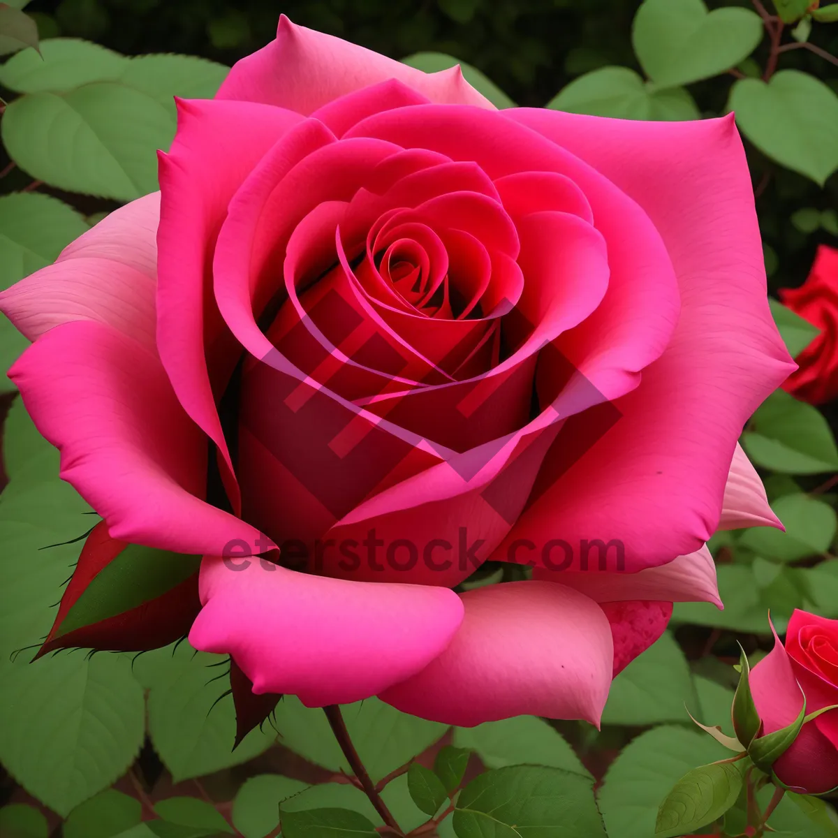 Picture of Romantic Pink Rose Blossom for Wedding Bouquet