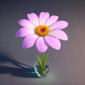 Colorful Blooming Daisy in Summer Garden