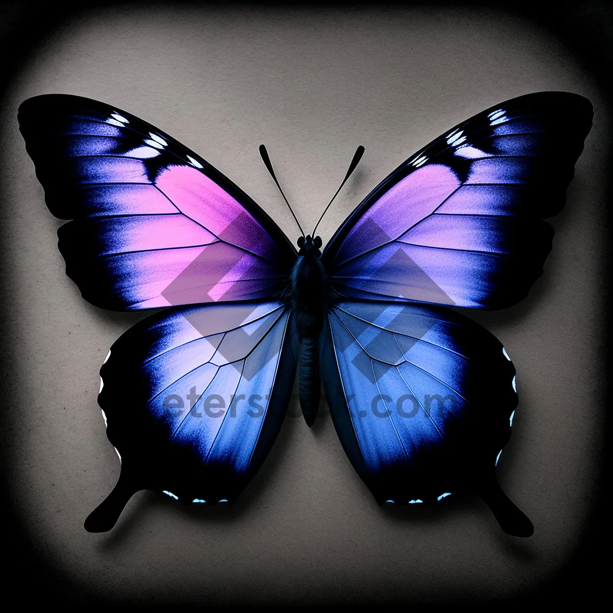 Picture of Colorful Butterfly on Vibrant Spring Viola