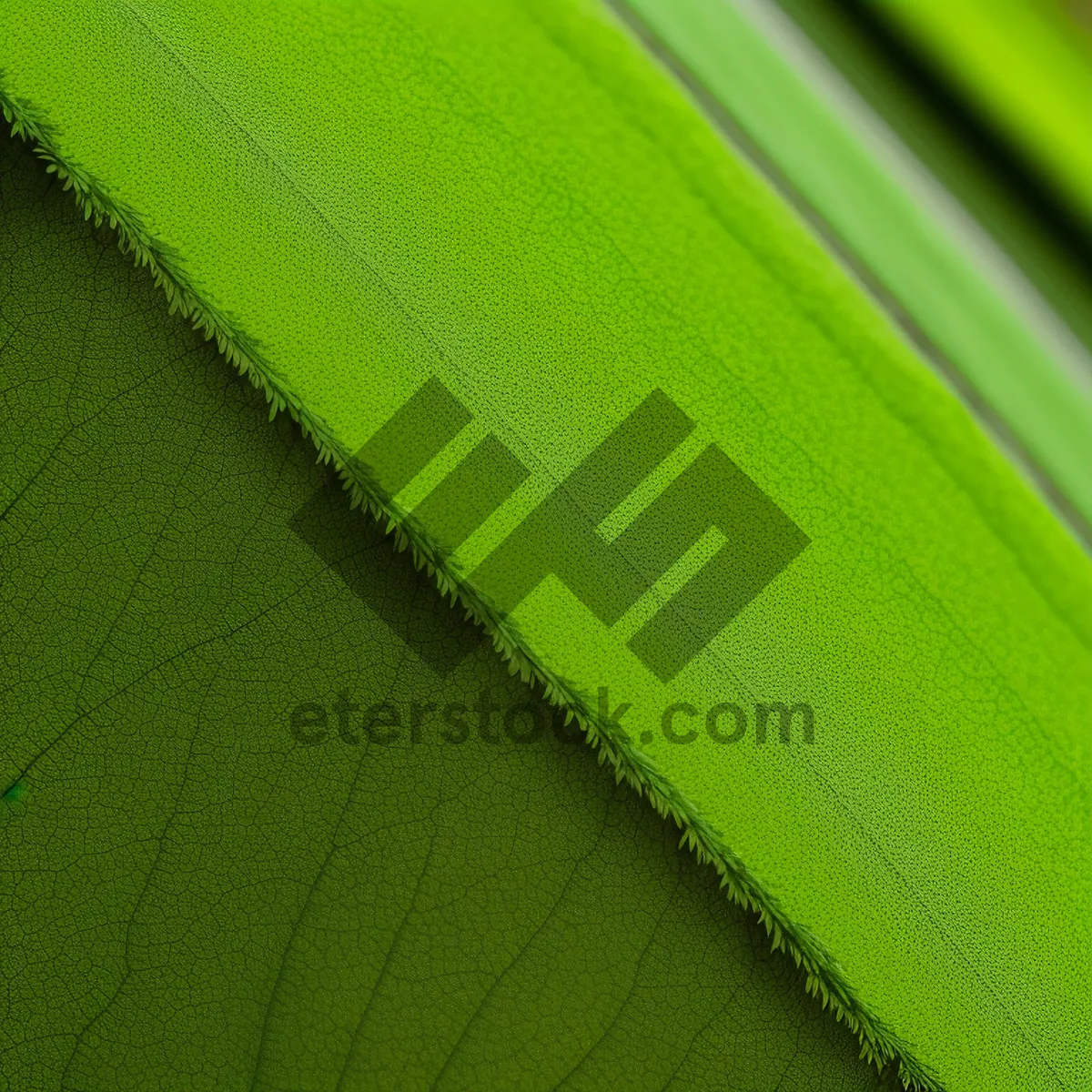 Picture of Bright Leaf Texture: Natural Foliage with Dew