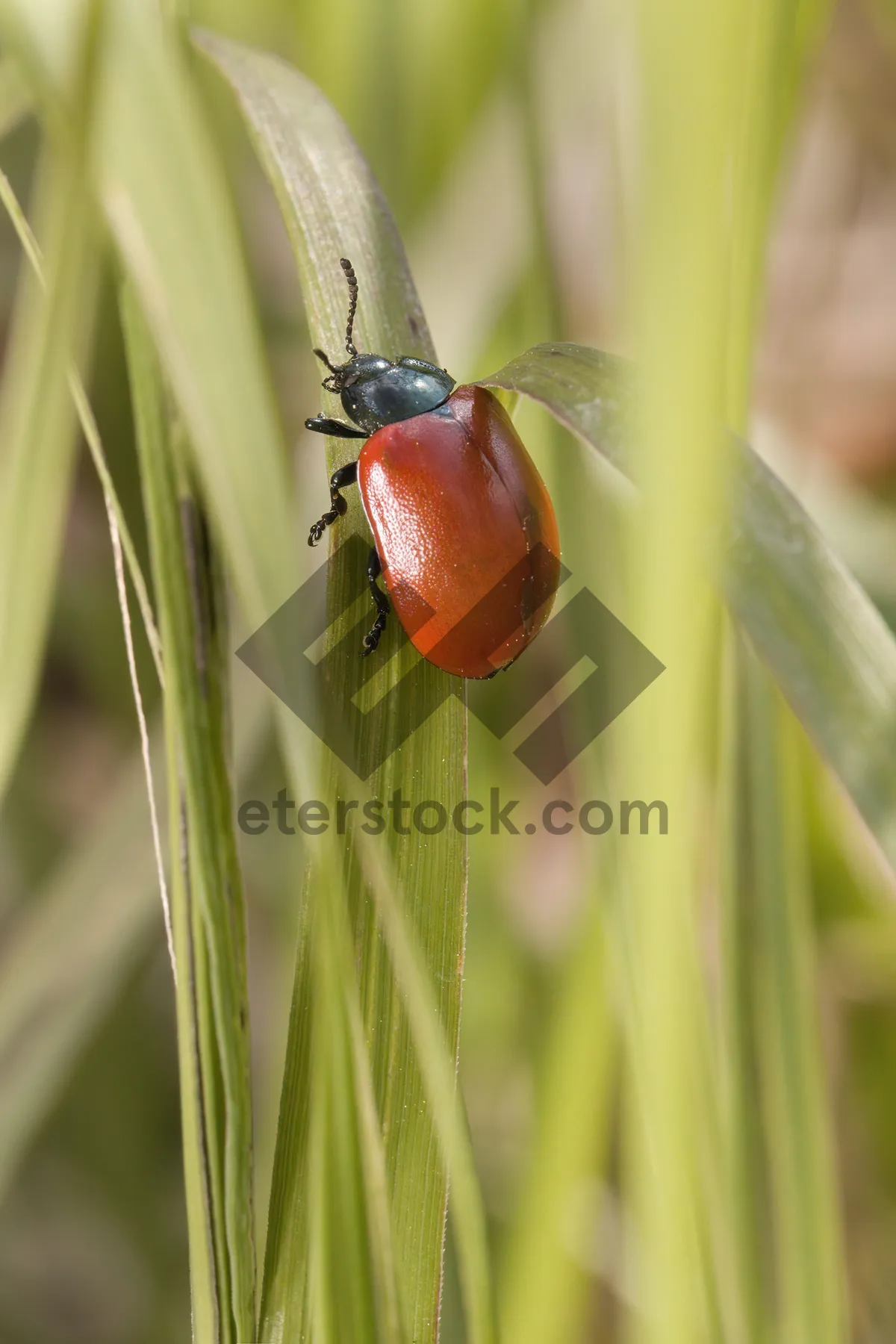 Picture of Bright ladybug on fresh green leaf in garden.