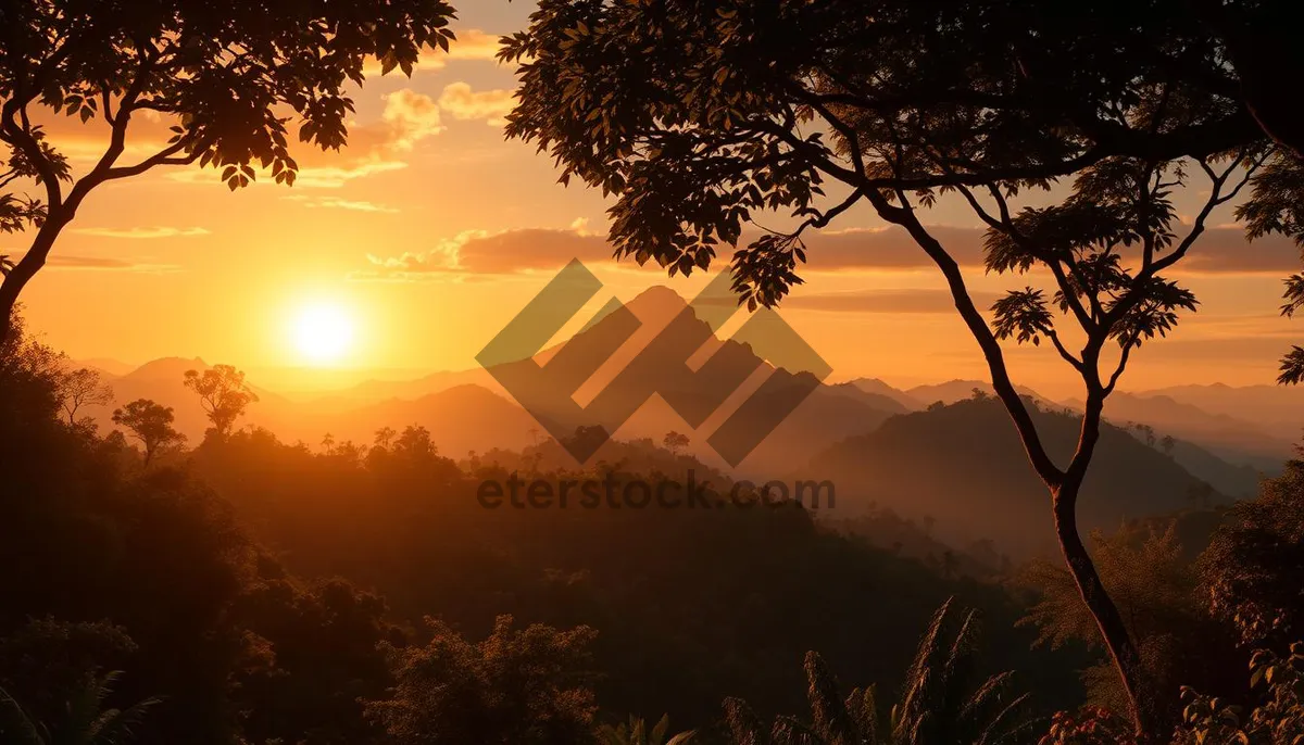 Picture of Silhouette of trees under orange sunset sky