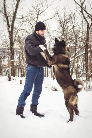 Winter Forest Landscape with Snowy Shepherd Dog Running.