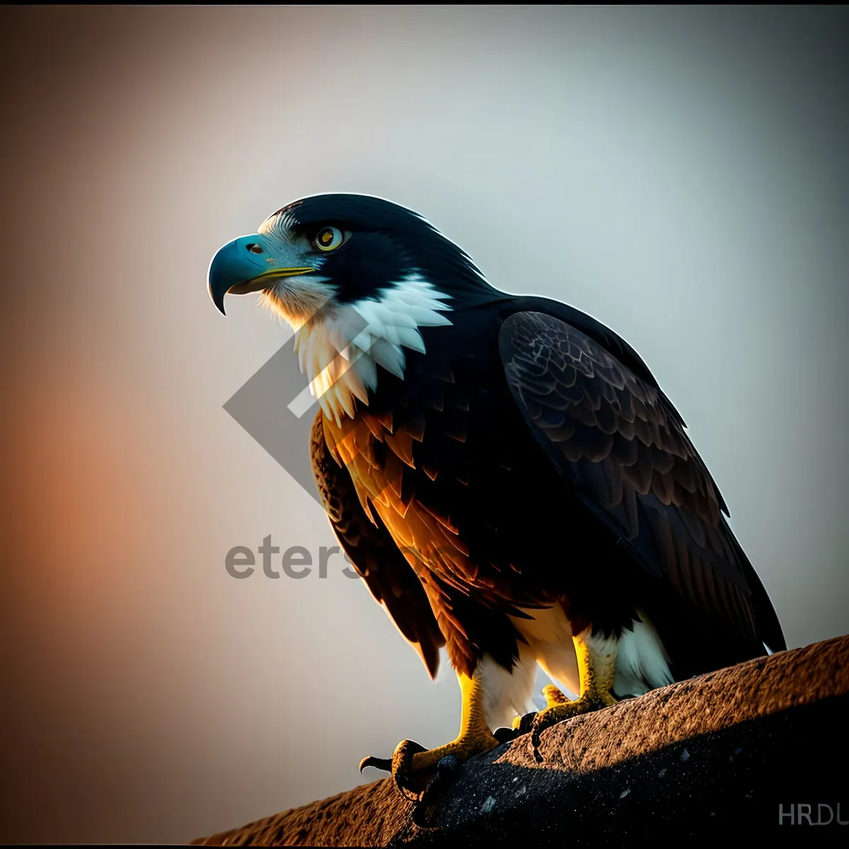 Picture of Majestic Falcon Soaring in the Wild