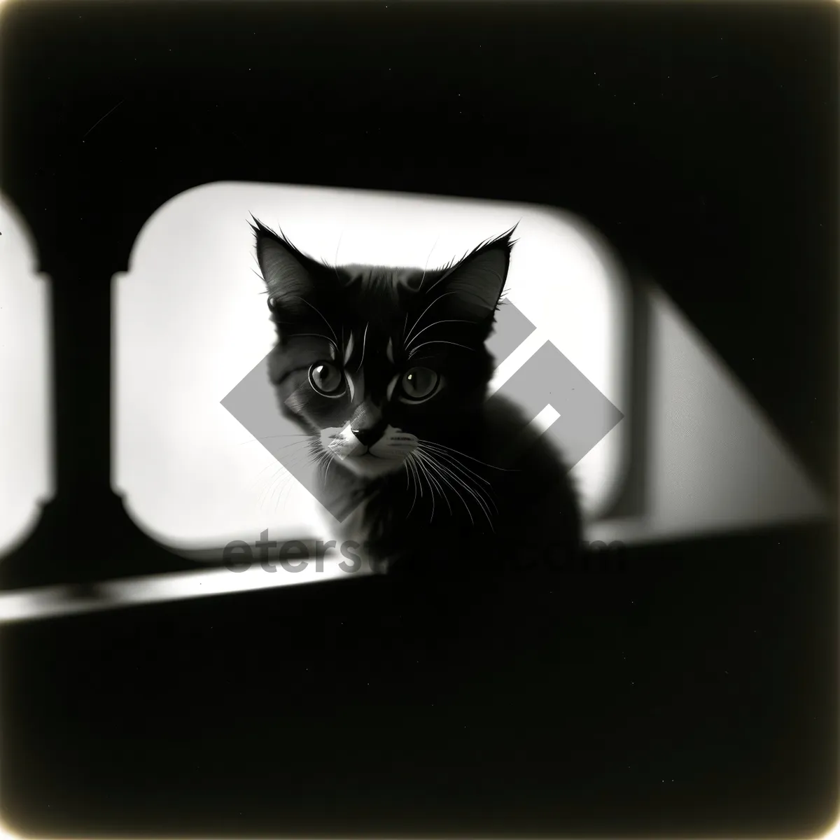 Picture of Curious Gray Purebred Kitty with Whiskers