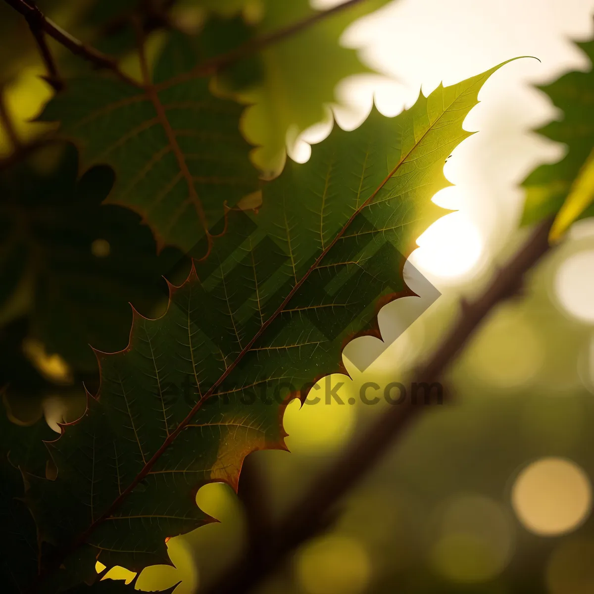 Picture of Vibrant Autumn Foliage Among Forest Canopy