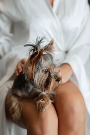 Smiling adult model with cute terrier dog