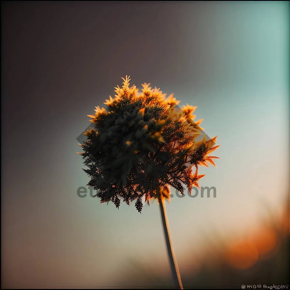 Picture of Vibrant Sunflower Blossom in Bright Summer Sky