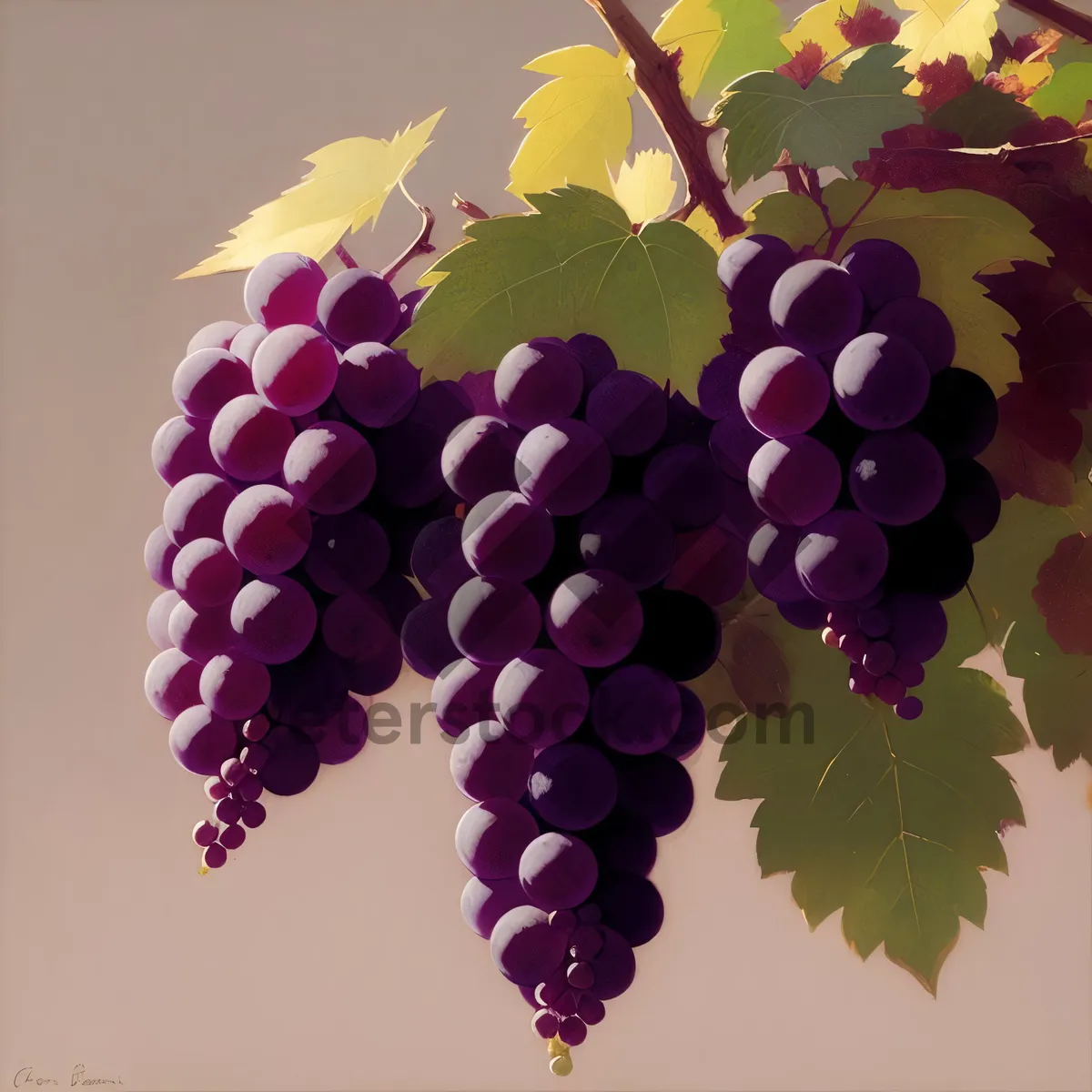 Picture of Vibrant Grape Vineyard: Colorful Fruit and Decorative Leaf