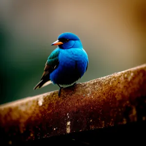 Colorful Indigo Bunting perched on branch