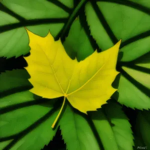 Vibrant Yellow Plantain Leaf - Fresh Summer Produce