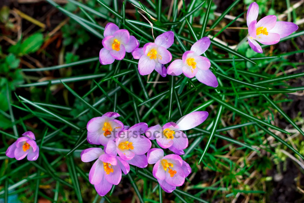 Picture of Pink Spring Blossoms in Garden